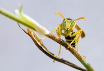 Foto: Ferrán Pestaña/SINC Foto: Ferrán Pestaña/SINC
