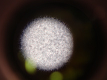 Bacteria aislada. Imagen: Flickr. Fuente: Wikipedia. Bacteria aislada. Imagen: Flickr. Fuente: Wikipedia.