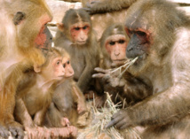 Macacos haciendo vida social. Imagen: Frans de Waal. Fuente: Wikipedia.