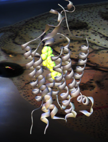 Molécula activable por luz que regula receptores neuronales. Fuente: CSIC. Molécula activable por luz que regula receptores neuronales. Fuente: CSIC.