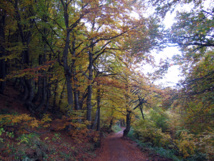 Bosque en Serbia. Imagen: Snežana Trifunović. Fuente: Wikipedia. Bosque en Serbia. Imagen: Snežana Trifunović. Fuente: Wikipedia.