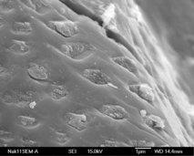Imagen de microscopio electrónico de barrido de la superficie de un grano del meteorito mostrando pequeños hoyos llenados de material. En la tierra, pozos similares son tallados por bacterias. Imagen: David McKay. Fuente: NASA.