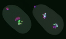 Cromosomas de los embriones de C. elegans con etiquetas fluorescentes que señalan la marca epigenética analizada. Imagen: Laura J. Gaydos. Fuente: UCSC.
