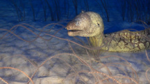 Morena mediterránea en coral negro, en las montañas submarinas del norte de las Islas Canarias. Fuente: Oceana. Morena mediterránea en coral negro, en las montañas submarinas del norte de las Islas Canarias. Fuente: Oceana.