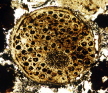 Fósil de un organismo multicelular de 600 millones de años de edad que muestra evidencia de una complejidad inesperada. Fuente: Virginia Tech.