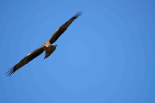 Un milano negro. Imagen: Fabrizio Sergio. Fuente: CSIC. Un milano negro. Imagen: Fabrizio Sergio. Fuente: CSIC.