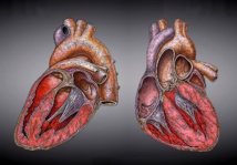El corazón humano. Imagen: Heikenwaelder Hugo. Fuente: Wikipedia.
