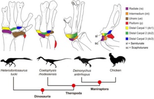 Los primeros dinosaurios tenían hasta nueve osificaciones en la muñeca mientras que en aves solo mantienen cuatro. Fuente: PLoS Biology.