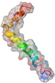 Superficie y estructura secundaria del beta-amiloideatamiento. Imagen: Boku wa Kage. Fuente: Wikipedia.