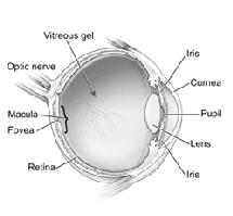 Desarrollan un implante de mini telescopio para mejorar la visión Desarrollan un implante de mini telescopio para mejorar la visión