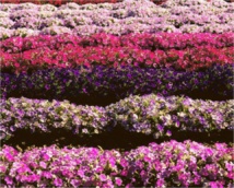 Petunias. Fuente: UPM.