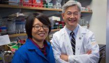 David Wong junto a su colaboradora Xinshu (Grace) Xiao. Imagen: Reed Hutchinson. Fuente: UCLA. David Wong junto a su colaboradora Xinshu (Grace) Xiao. Imagen: Reed Hutchinson. Fuente: UCLA.