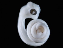 En el lugar donde estarían las piernas, si las serpientes las tuvieran, surgen unos minúsculos brotes que se convertirán en los hemipenes de este embrión. Imagen: Patrick Tschopp, Harvard Medical School. Fuente: Sinc.