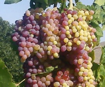 Imagen: Dragonflyir. Fuente: Wikipedia. Imagen: Dragonflyir. Fuente: Wikipedia.