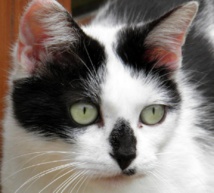 Gato doméstico. Fuente: UPF. Gato doméstico. Fuente: UPF.