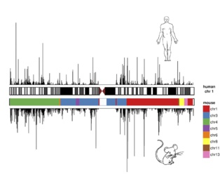 Similitudes y diferencias genómicas del hombre y el ratón. Fuente: CRG. Similitudes y diferencias genómicas del hombre y el ratón. Fuente: CRG.