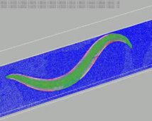 WormSim en su hogar computacional. Fuente: OpenWorm. WormSim en su hogar computacional. Fuente: OpenWorm.