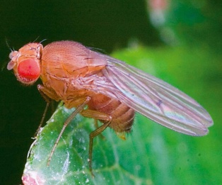 Drosophila simulans. Imagen: Andrew Weeks. Fuente: Wikipedia.