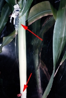 La técnica empleada. Texas Agricultural Experiment Station. La técnica empleada. Texas Agricultural Experiment Station.