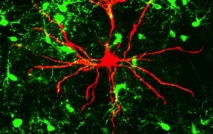 Las células gliales OPC (en verde) influyen en la señalización sináptica entre neuronas (en rojo).  Imagen: Institute of Molecular Cell Biology. Fuente: JGU.