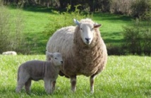 Las ovejas serán 'digitalmente inteligentes'. FUente: Universidad de Lancaster. Las ovejas serán 'digitalmente inteligentes'. FUente: Universidad de Lancaster.