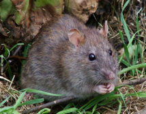 Imagen: Reg Mckenna. Fuente: Wikipedia. Imagen: Reg Mckenna. Fuente: Wikipedia.