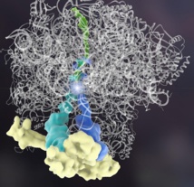 El nuevo descubrimiento ha demostrado por vez primera que los bloques de construcción de una proteína (los aminoácidos) pueden ser ensamblados por otra proteína, sin instrucciones genéticas. En la imagen, los aminoácidos son los puntos brillantes y la proteína en la que se ensamblan aparecen en verde. El resto conforman el complejo de construcción gobernado por la Rqc2. Imagen: Janet Iwasa. Fuente: Universidad de Utah.