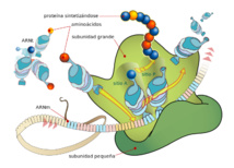 Diagrama mostrando la traducción del ARNm y la síntesis de proteínas hecha por los ribosomas. Imagen: LadyofHats. Traducción: Parri. Fuente: Wikipedia.