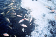 Peces muertos por falta de oxígeno en el agua. Fuente: U.S. Fish & Wildlife Service.