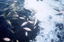 Peces muertos por falta de oxígeno en el agua. Fuente: U.S. Fish & Wildlife Service. Peces muertos por falta de oxígeno en el agua. Fuente: U.S. Fish & Wildlife Service.