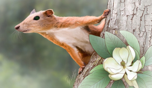 Ilustración de un 'Purgatorius'. Imagen: Patrick Lynch. Fuente: YaleNews. Ilustración de un 'Purgatorius'. Imagen: Patrick Lynch. Fuente: YaleNews.