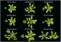 Los investigadores examinaron un grupo de genes de resistencia presentes en la cepa Landsberg de 'Arabidopsis thaliana'. Fuente. UB.