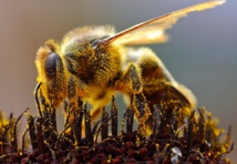 Imagen: Jon Sullivan. Fuente: Universidad de Vermont. Imagen: Jon Sullivan. Fuente: Universidad de Vermont.