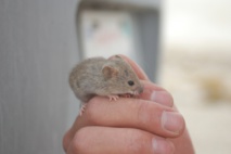 Imagen: Todd Huffman. Fuente: Flickr. Imagen: Todd Huffman. Fuente: Flickr.