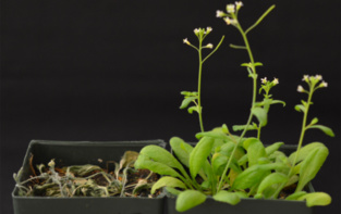 Plantas 'Arabidopsis' transgénicas (a la derecha), y no transgénicas (a la izquierda), después de 12 días sin recibir agua. Imagen: Sang-Youl Park. Fuente: UC Riverside.