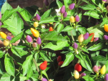 Planta de Capsicum. Imagen: Petar43. Fuente: Wikipedia. Planta de Capsicum. Imagen: Petar43. Fuente: Wikipedia.