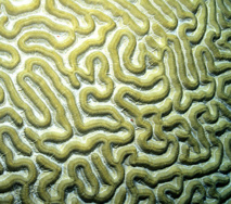 Coral cerebro. Imagen: Laszlo Ilyes. Fuente: Flickr.