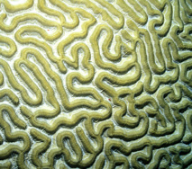 Coral cerebro. Imagen: Laszlo Ilyes. Fuente: Flickr. Coral cerebro. Imagen: Laszlo Ilyes. Fuente: Flickr.