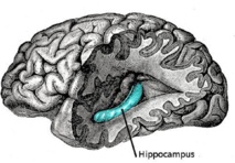 El primer tipo de célula nerviosa del sistema de ‘GPS cerebral’ fue hallado en un área cerebral llamada hipocampo. Fuente: Wikimedia Commons.