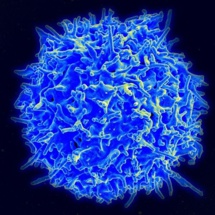 Micrografía de una célula T del sistema inmune. Imagen: NIAID/NIH. Fuente: Wikimedia Commons.