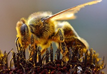 magen: Jon Sullivan. Fuente: Universidad de Vermont. magen: Jon Sullivan. Fuente: Universidad de Vermont.