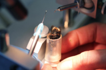 Inseminación de una abeja. Fuente: AlphaGalileo. Inseminación de una abeja. Fuente: AlphaGalileo.