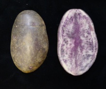 Entzia. Fuente: Neiker-Tecnalia/AlphaGalileo. Entzia. Fuente: Neiker-Tecnalia/AlphaGalileo.