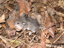 Un ratón con una pata rota. Imagen: ejhogbin. Fuente: Flickr.