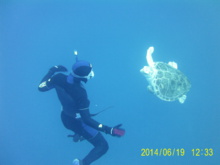 Imagen: R. Peláez. Fuente: RUVID/AlphaGalileo. Imagen: R. Peláez. Fuente: RUVID/AlphaGalileo.