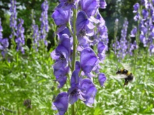 Los abejorros también se equivocan de flores. Imagen: Nicole Milligan. Fuente: Cell Press. Los abejorros también se equivocan de flores. Imagen: Nicole Milligan. Fuente: Cell Press.