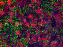 Los científicos han desarrollado neuronas parecidas a las del hipotálamo a partir de células madre. Imagen: Laboratorio de Rudolph Leibel. Fuente: Universidad de Columbia.