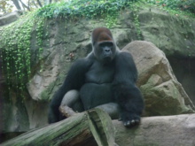 Dos tipos de virus del sida proceden de gorilas en peligro de extinción Dos tipos de virus del sida proceden de gorilas en peligro de extinción