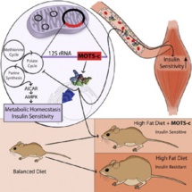 Esquema de funcionamiento de la hormona MOTS-c. Fuente: Cell Metabolism. Esquema de funcionamiento de la hormona MOTS-c. Fuente: Cell Metabolism.
