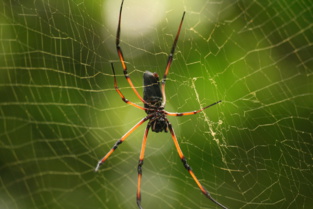 Nephila inaurata. Imagen: Marion Schneider & Christoph Aistleitner. Fuente: Wikimedia Commons. Nephila inaurata. Imagen: Marion Schneider & Christoph Aistleitner. Fuente: Wikimedia Commons.